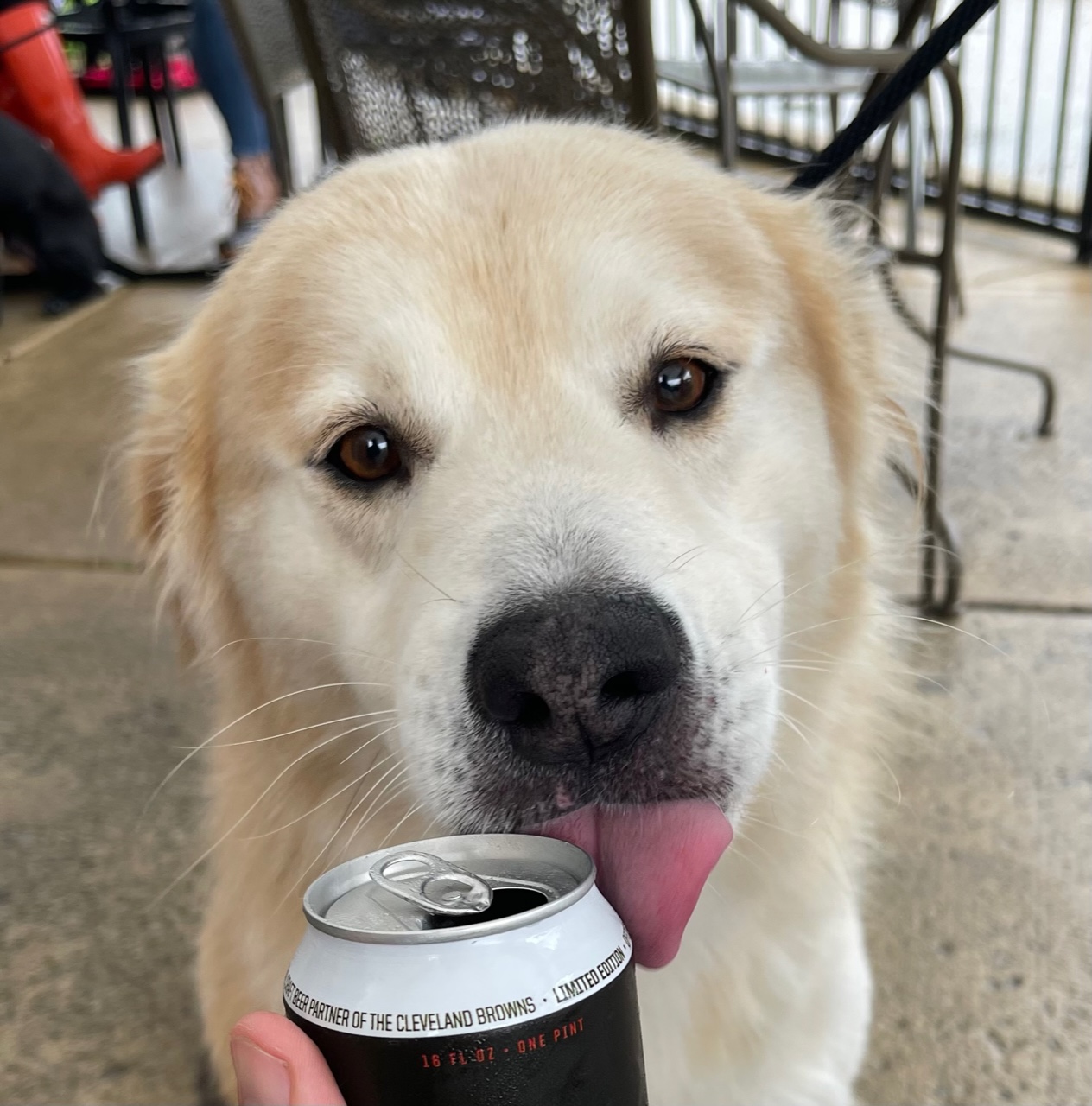 Karl the dog licking a can.